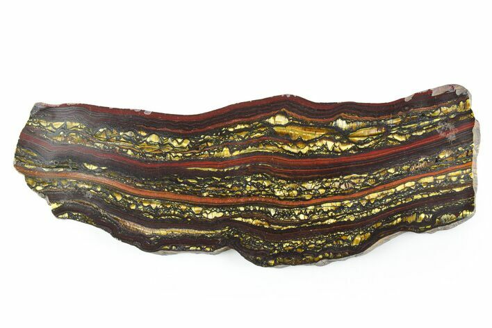 Polished Tiger Iron Stromatolite Slab - Billion Years #351890